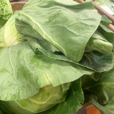 Hispi Cabbage / Sweetheart Cabbage