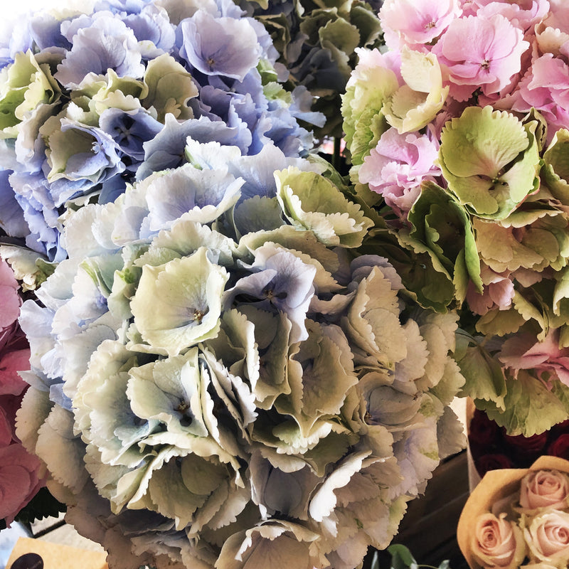 hydrangeas in a variety of colours.