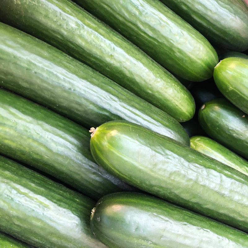 Cucumber - Minis