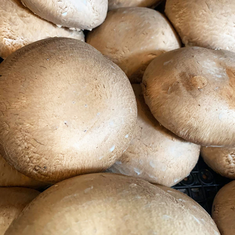 Mushrooms - Portobello