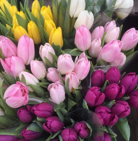 Tulips in a variety of colours